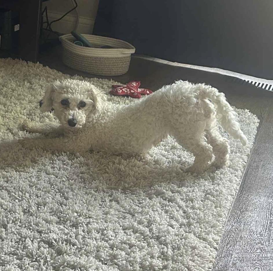 Enlarge Poppy, a Adoptable mixed breed in Maineville, OH image 2/6