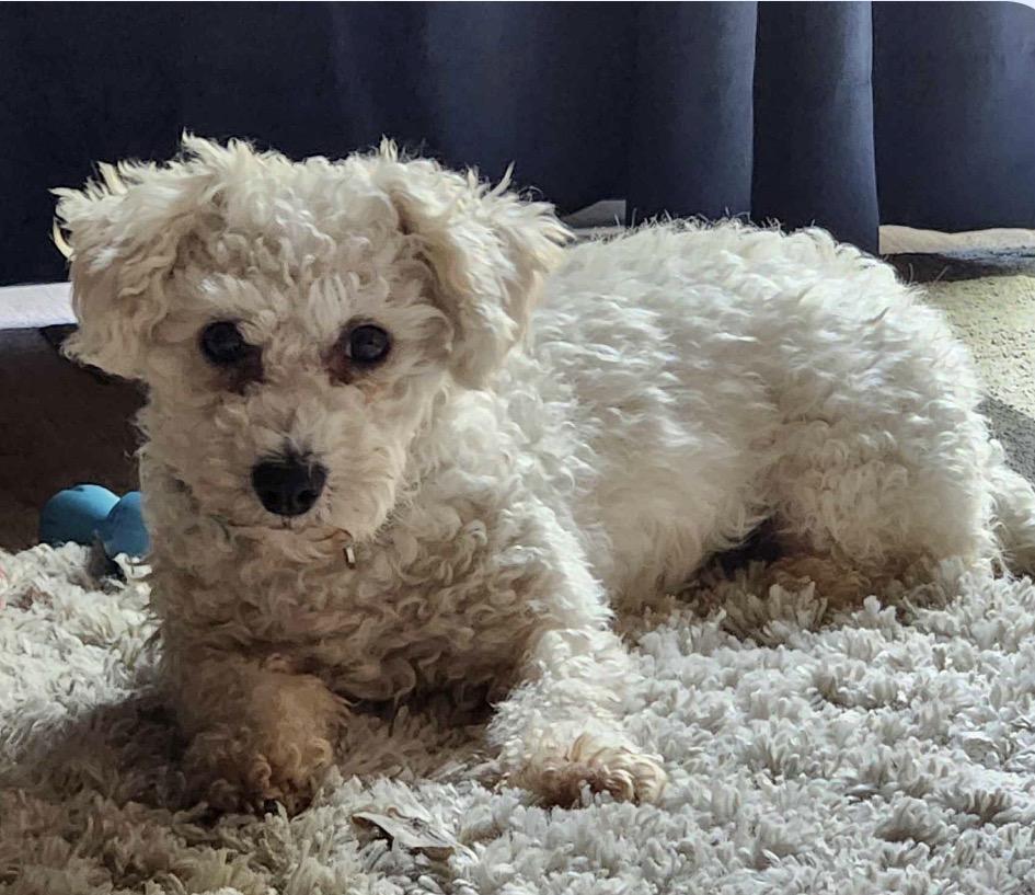 Enlarge Poppy, a Adoptable mixed breed in Maineville, OH image 6/6