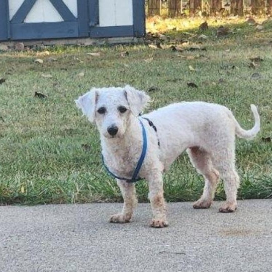 Enlarge Poppy, a Adoptable mixed breed in Maineville, OH image 3/6