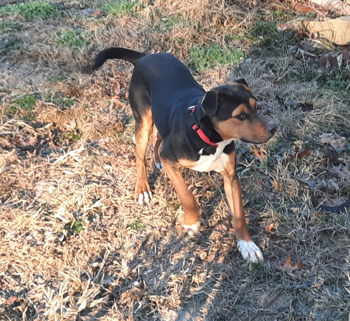 Joel, Adopted, Young Male Rottweiler.