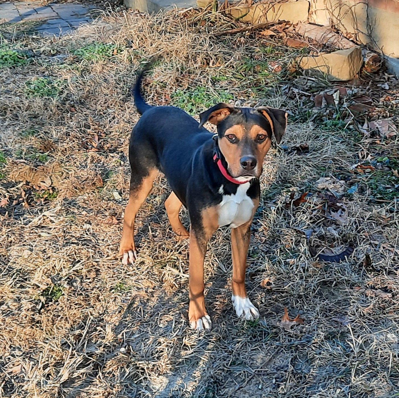 Enlarge Joel, a Adopted Rottweiler in Mcconnelsville, OH image 3/3