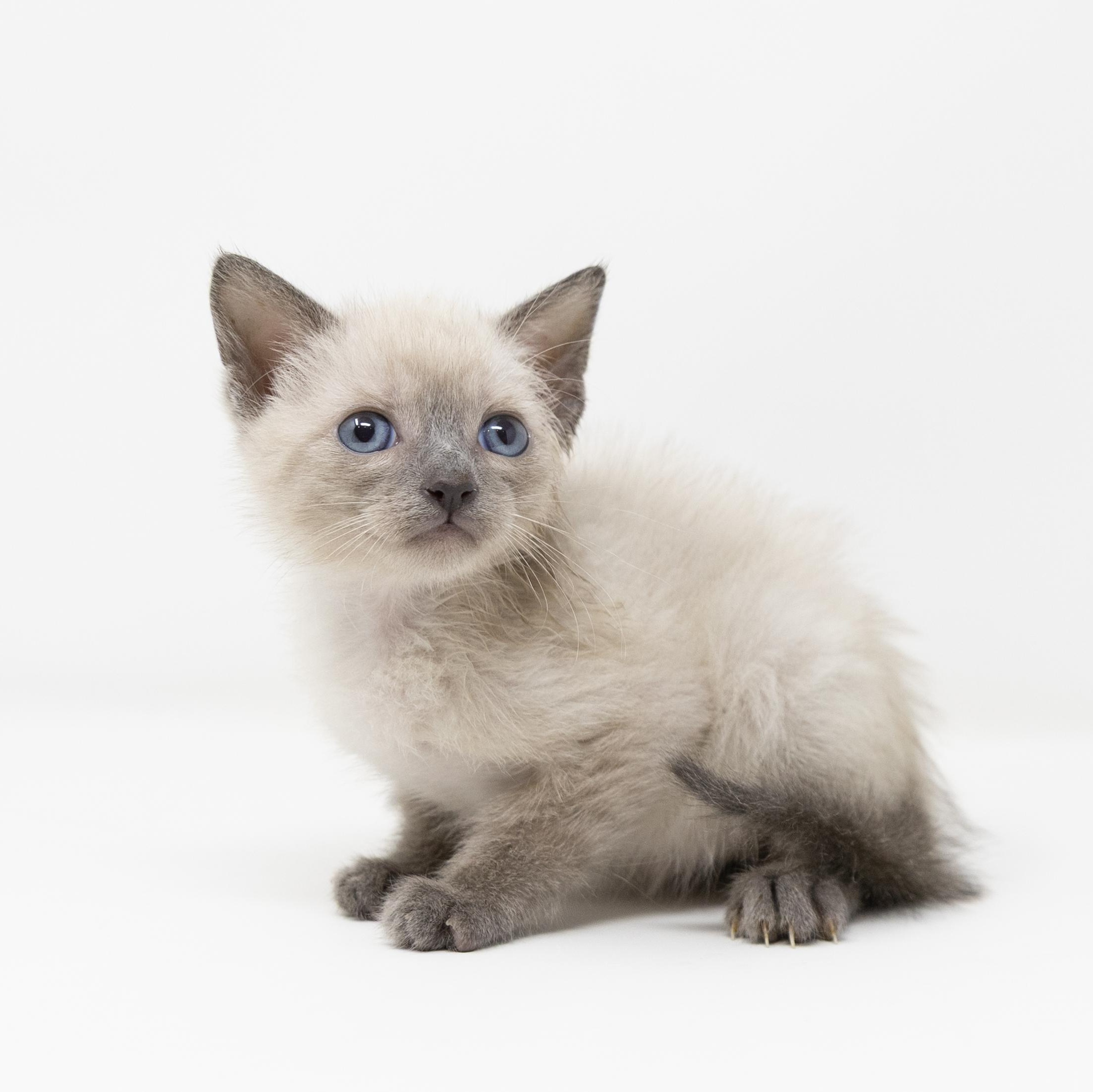 Enlarge Sully, an adopted mixed breed in Trophy Club, TX image 1/6