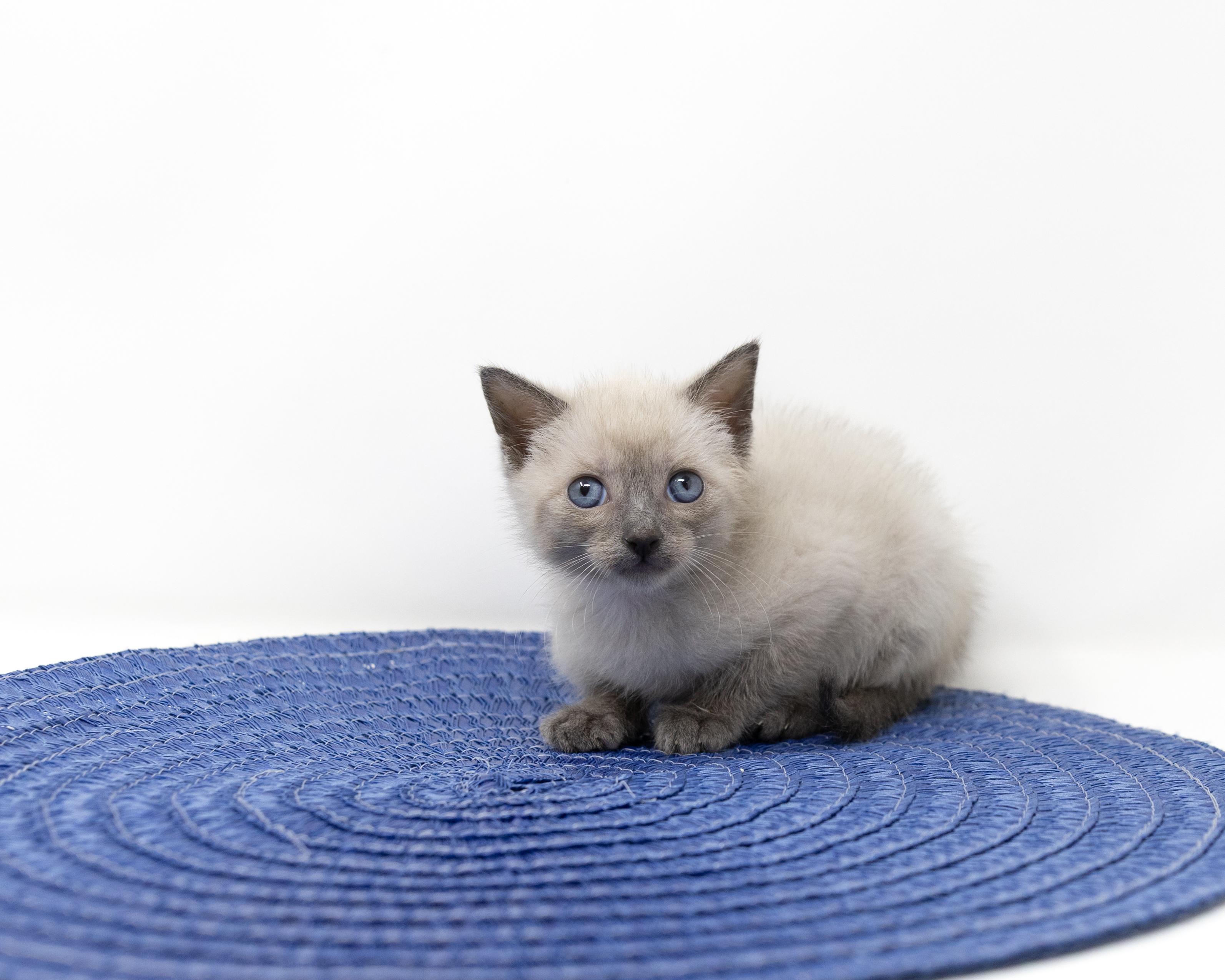 Enlarge Sully, an adopted mixed breed in Trophy Club, TX image 4/6