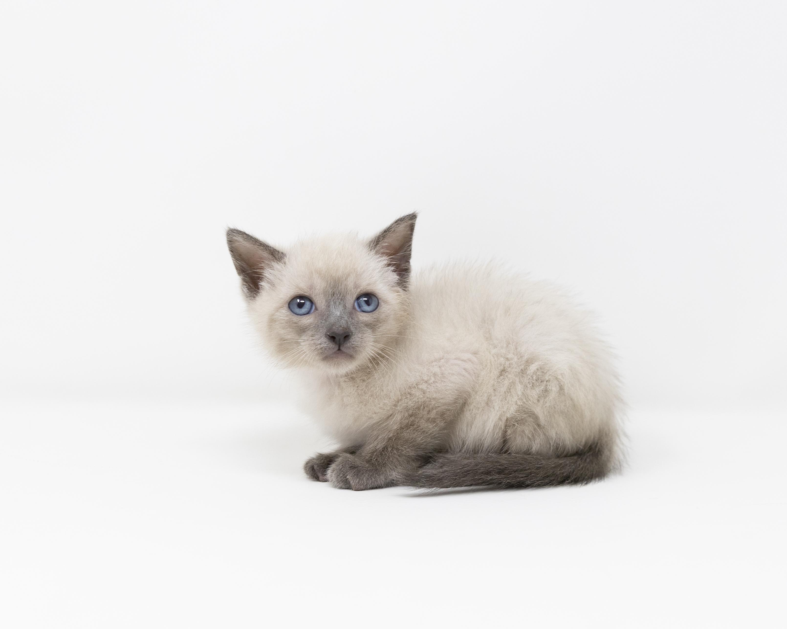 Enlarge Sully, an adopted mixed breed in Trophy Club, TX image 6/6