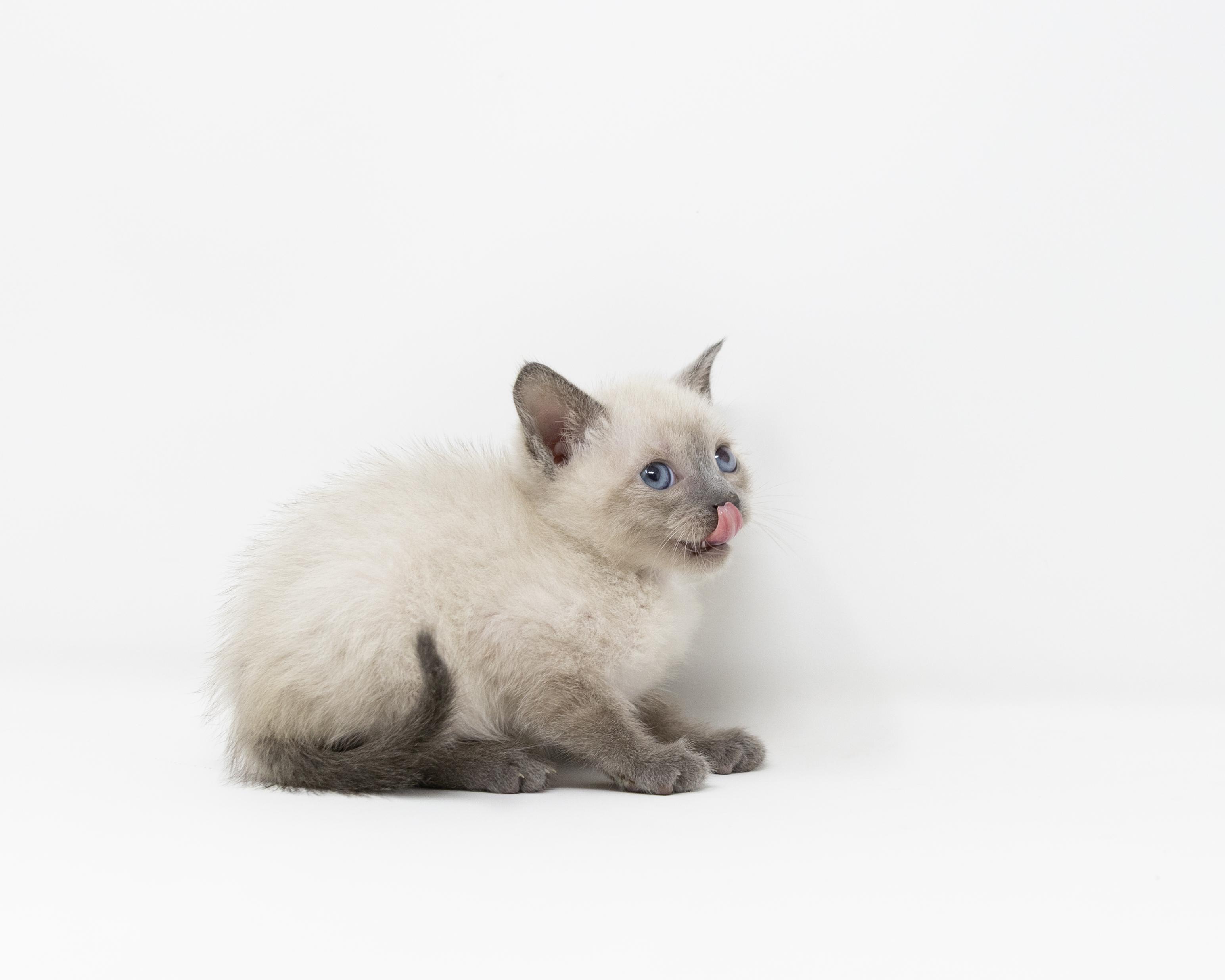 Enlarge Sully, an adopted mixed breed in Trophy Club, TX image 3/6