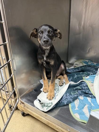 Enlarge Bear, a Adoptable mixed breed in North Miami Beach, FL image 1/2