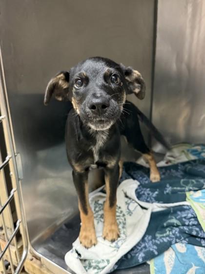 Enlarge Bear, a Adoptable mixed breed in North Miami Beach, FL image 2/2