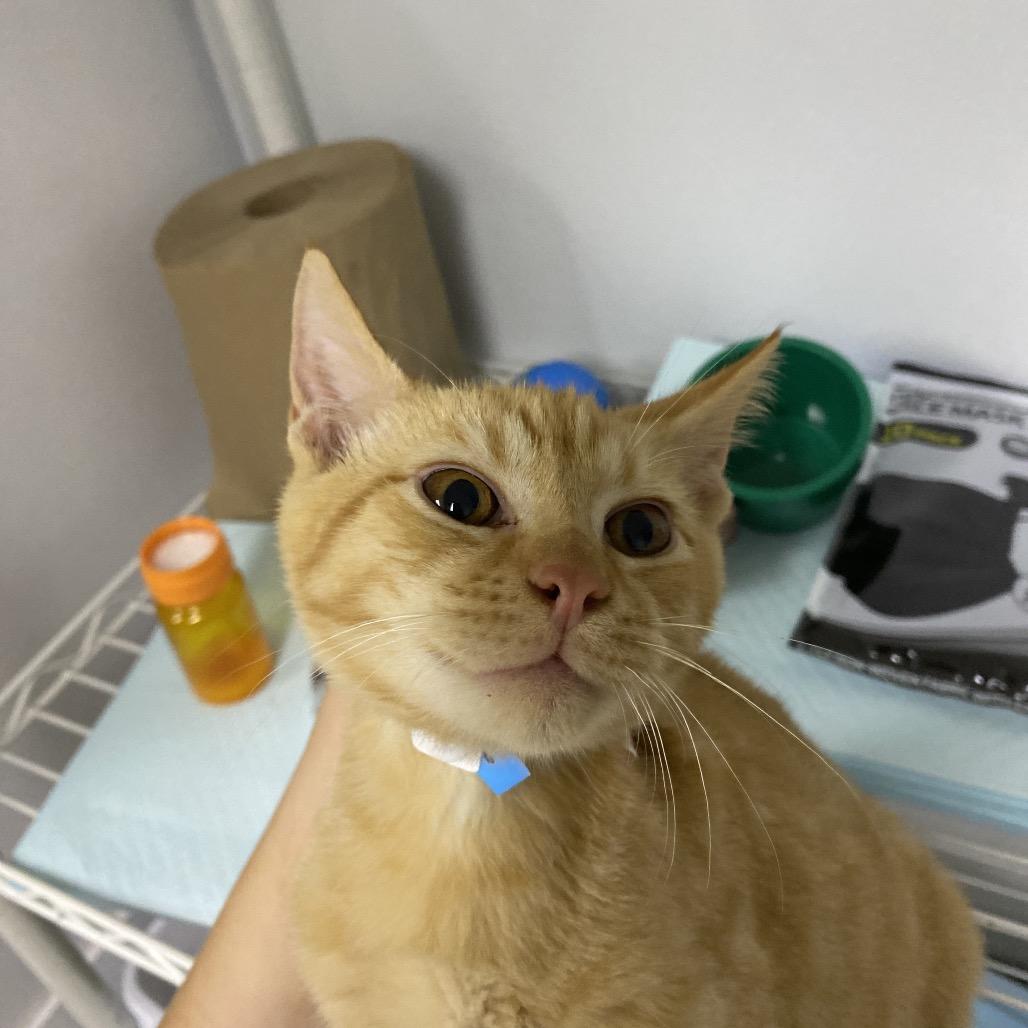 Ozzy, Adoptable, Kitten Male Domestic Short Hair.