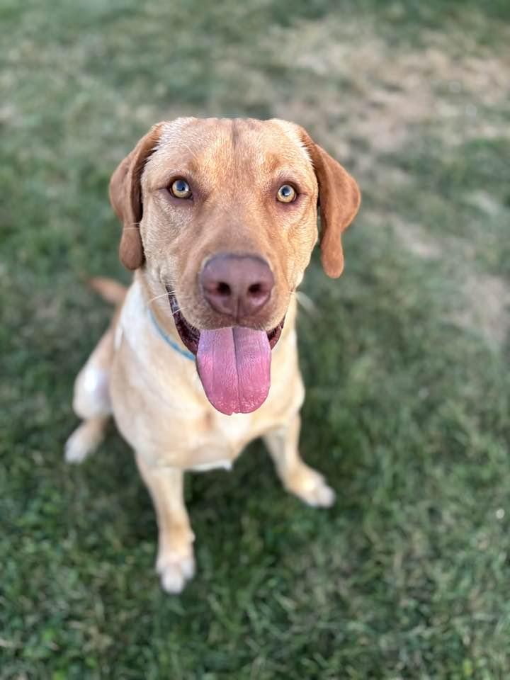 Blue, Adoptable, Young Male Labrador Retriever.