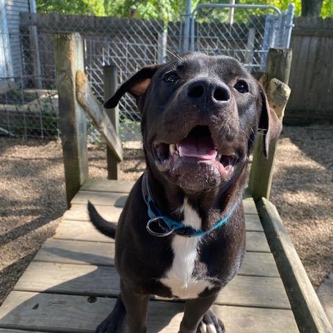 Smokey, Adoptable, Young Male Akita & Pit Bull Terrier.