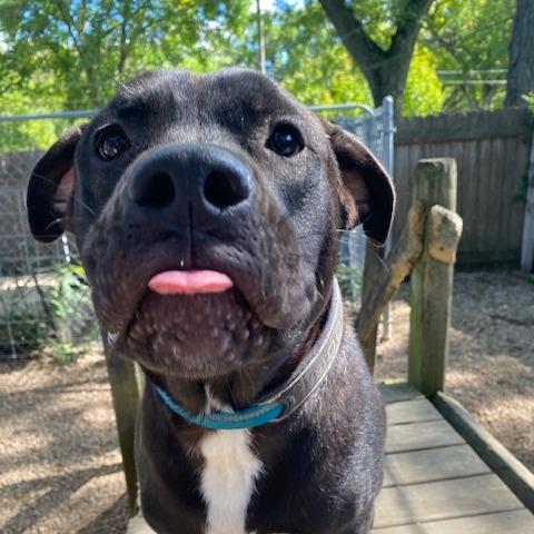 Enlarge Smokey, a Adoptable mixed breed in Madison, WI image 2/5