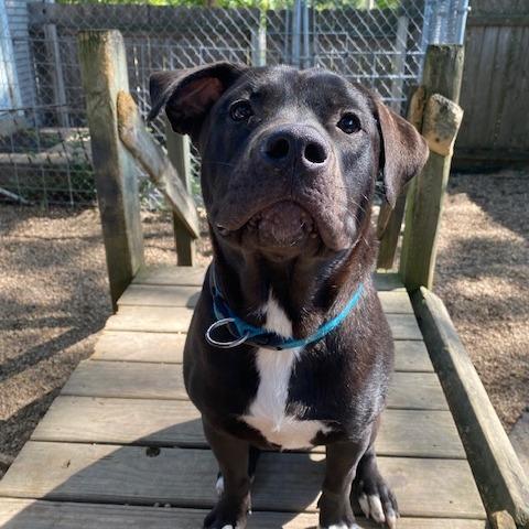 Enlarge Smokey, a Adoptable mixed breed in Madison, WI image 3/5