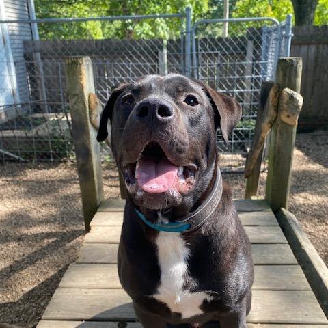 Enlarge Smokey, a Adoptable mixed breed in Madison, WI image 4/5