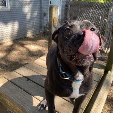 Enlarge Smokey, a Adoptable mixed breed in Madison, WI image 5/5