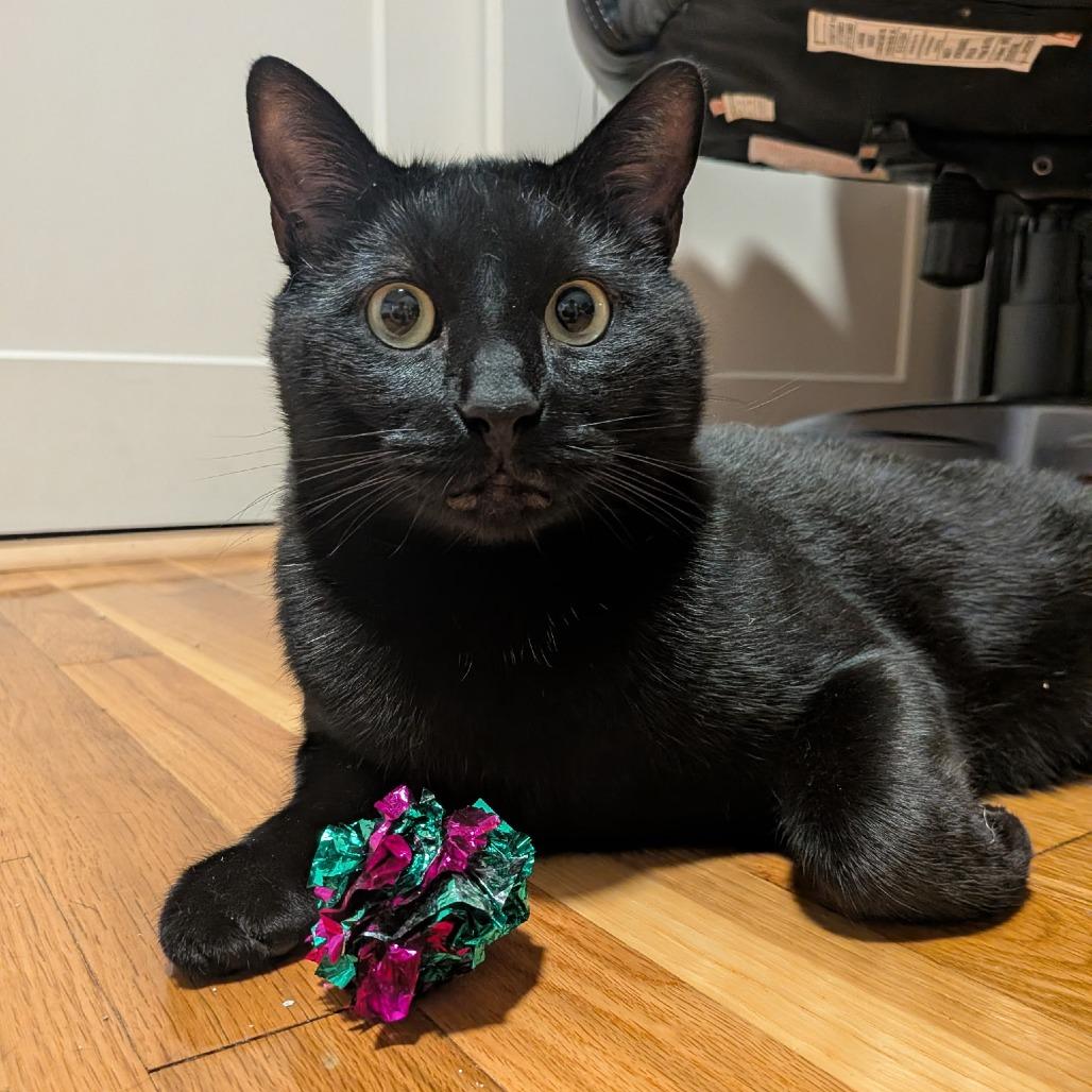 Espresso, Adoptable, Adult Male Domestic Short Hair.