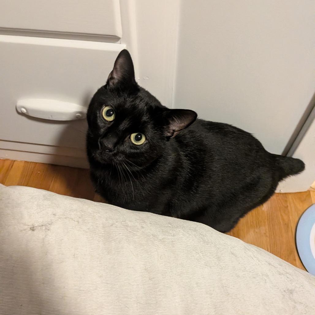 Enlarge Espresso, a Adoptable Domestic Short Hair in Ashland, MA image 2/4
