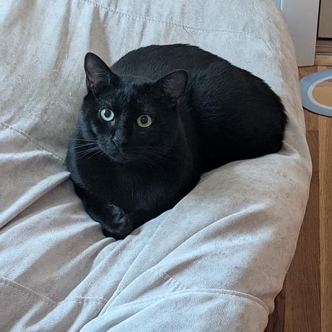 Enlarge Espresso, a Adoptable Domestic Short Hair in Ashland, MA image 3/4