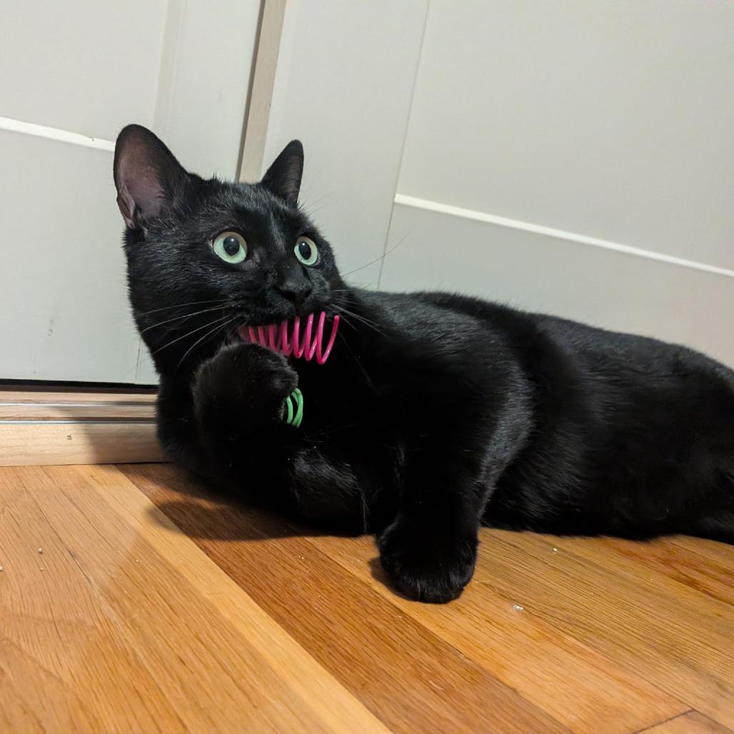 Enlarge Espresso, a Adoptable Domestic Short Hair in Ashland, MA image 4/4