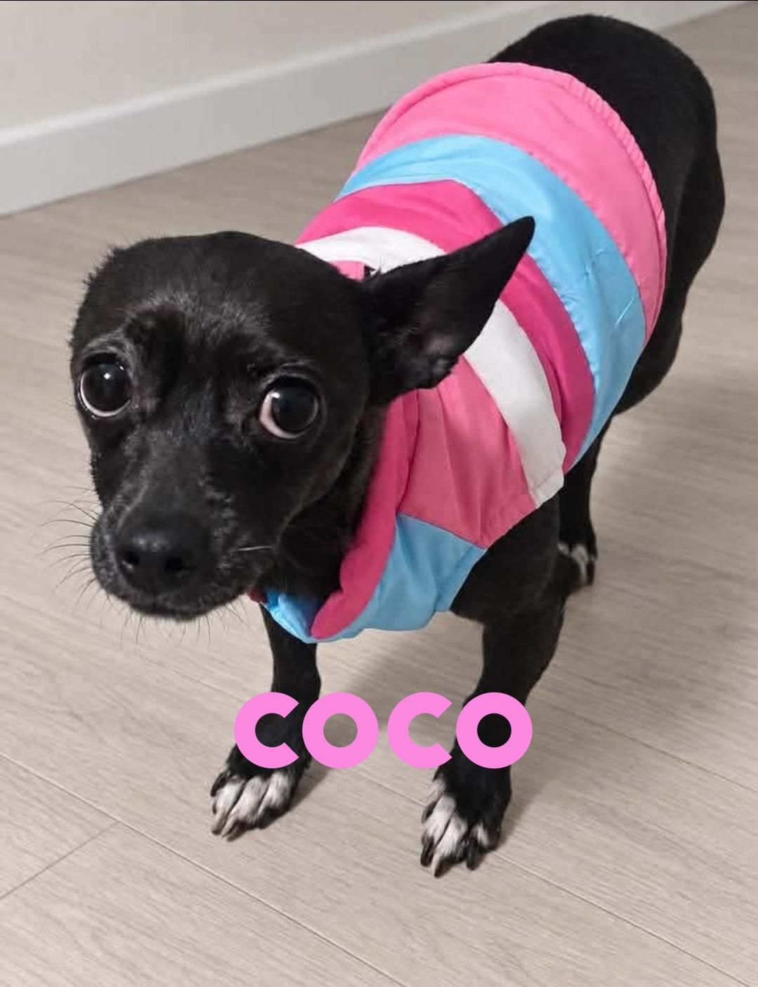 Enlarge Coco, a Adoptable Chihuahua in Toms River, NJ image 1/1