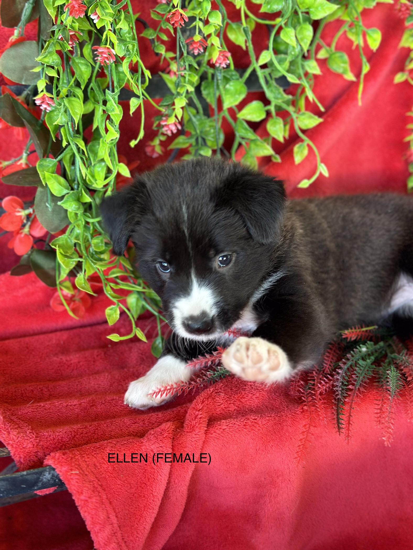 Enlarge ELLEN (NOVA puppy), a Adopted mixed breed in Jerome, ID image 2/6