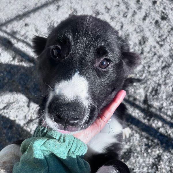 Enlarge ELLEN (NOVA puppy), a Adopted mixed breed in Jerome, ID image 2/6