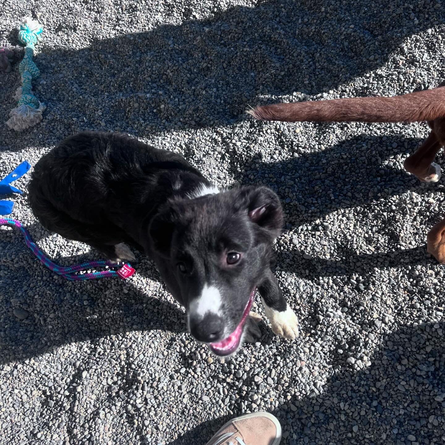 Enlarge ELLEN (NOVA puppy), a Adopted mixed breed in Jerome, ID image 4/6
