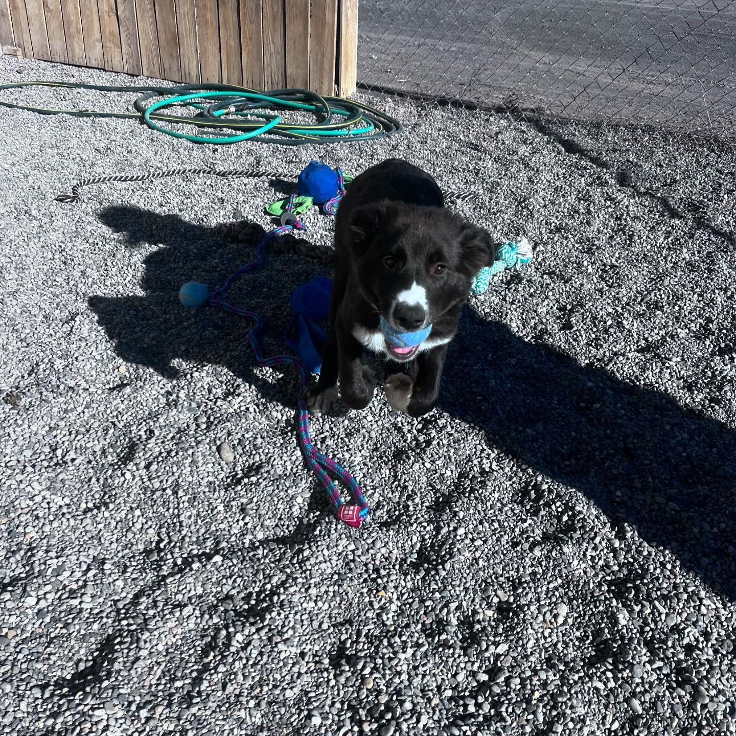 Enlarge ELLEN (NOVA puppy), a Adopted mixed breed in Jerome, ID image 5/6
