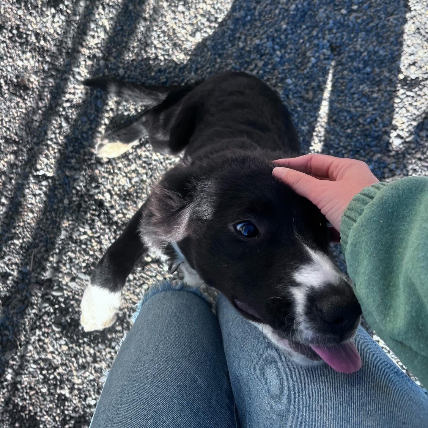 Enlarge ELLEN (NOVA puppy), a Adopted mixed breed in Jerome, ID image 3/6