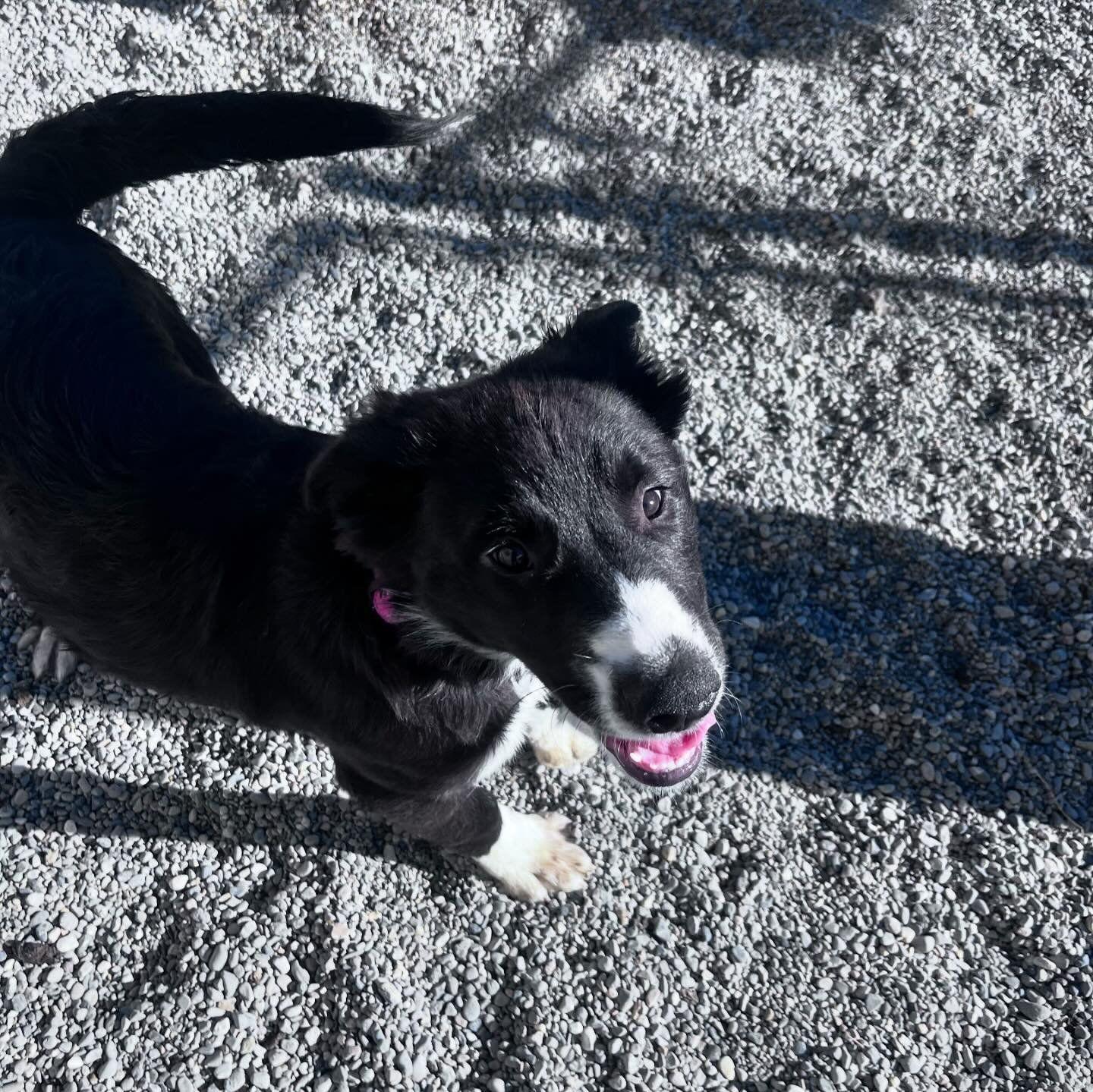 Enlarge ELLEN (NOVA puppy), a Adopted mixed breed in Jerome, ID image 6/6