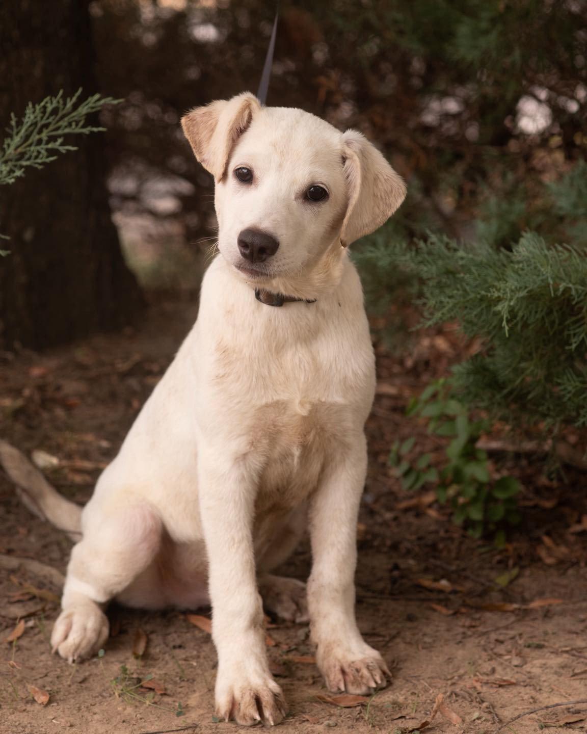 Enlarge DEAN, a Adopted Labrador Retriever in Southaven, MS image 1/3