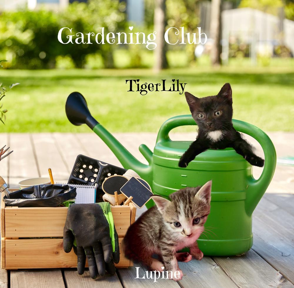 Enlarge TigerLily *kitten*, a Adoptable Domestic Short Hair in Culpeper, VA image 1/1