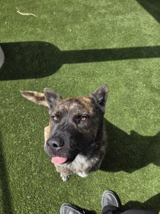Enlarge Thor, a Adoptable mixed breed in Edgewood, NM image 6/6