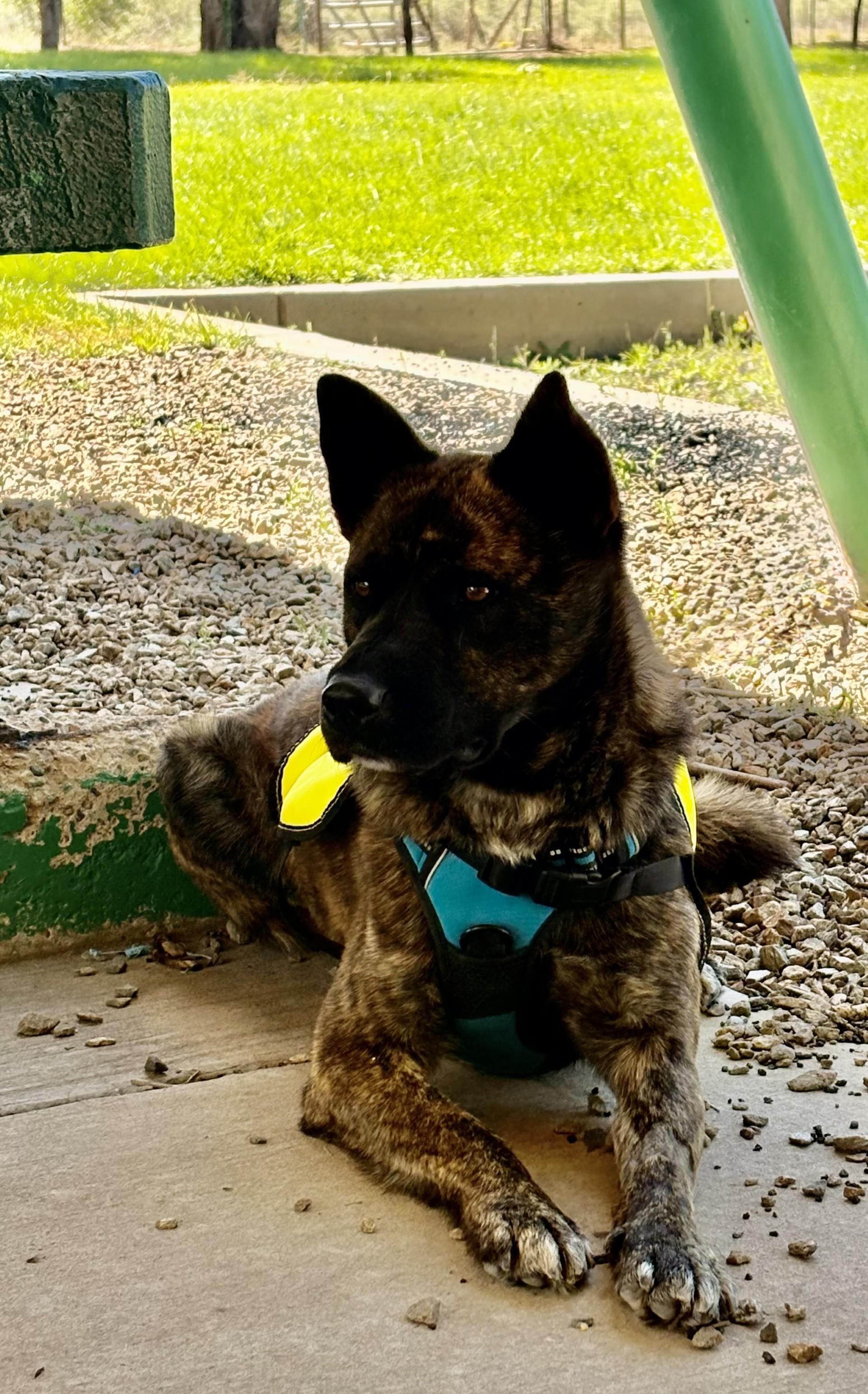 Enlarge Thor, a Adoptable mixed breed in Edgewood, NM image 4/6