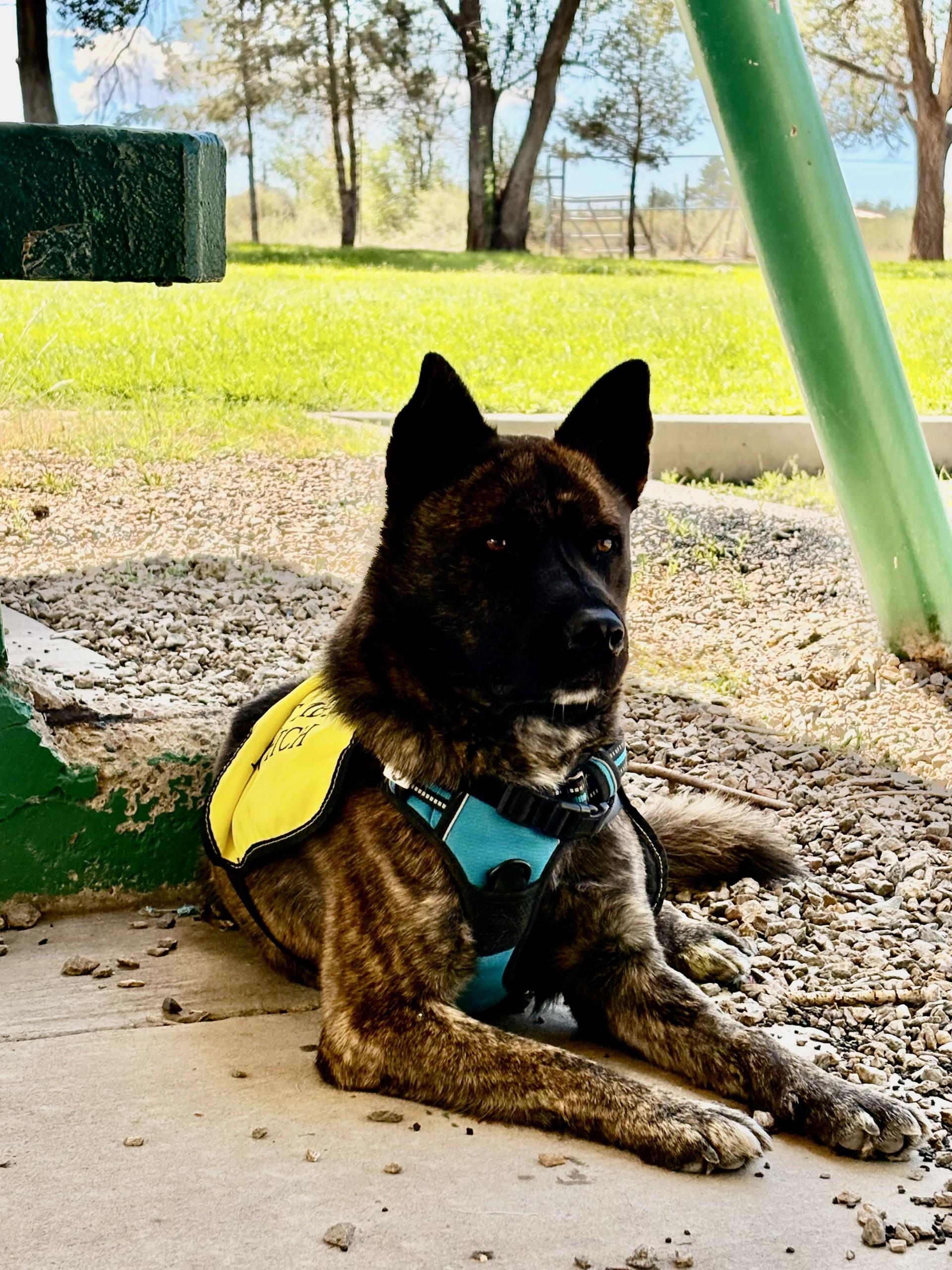 Enlarge Thor, a Adoptable mixed breed in Edgewood, NM image 3/6