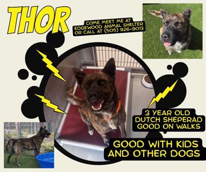 Enlarge Thor, a Adoptable mixed breed in Edgewood, NM image 5/6