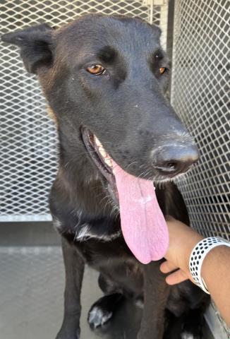 Jazzy -- URGENT!!! OUT OF TIME!!!