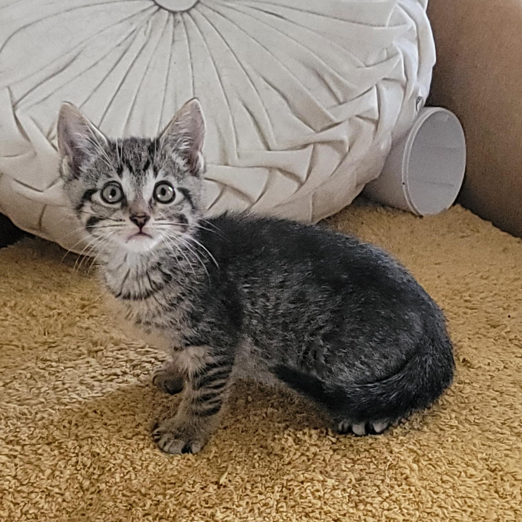 Enlarge Bennie Adopted 4.18.26, a ADOPTABLE Domestic Short Hair in Wyandotte, MI image 3/4