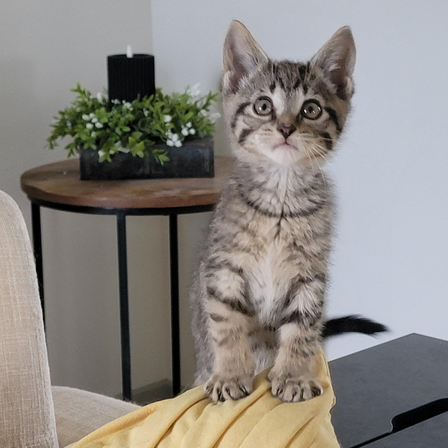 Bennie Adopted 4.18.26, ADOPTABLE, Kitten Male Domestic Short Hair.