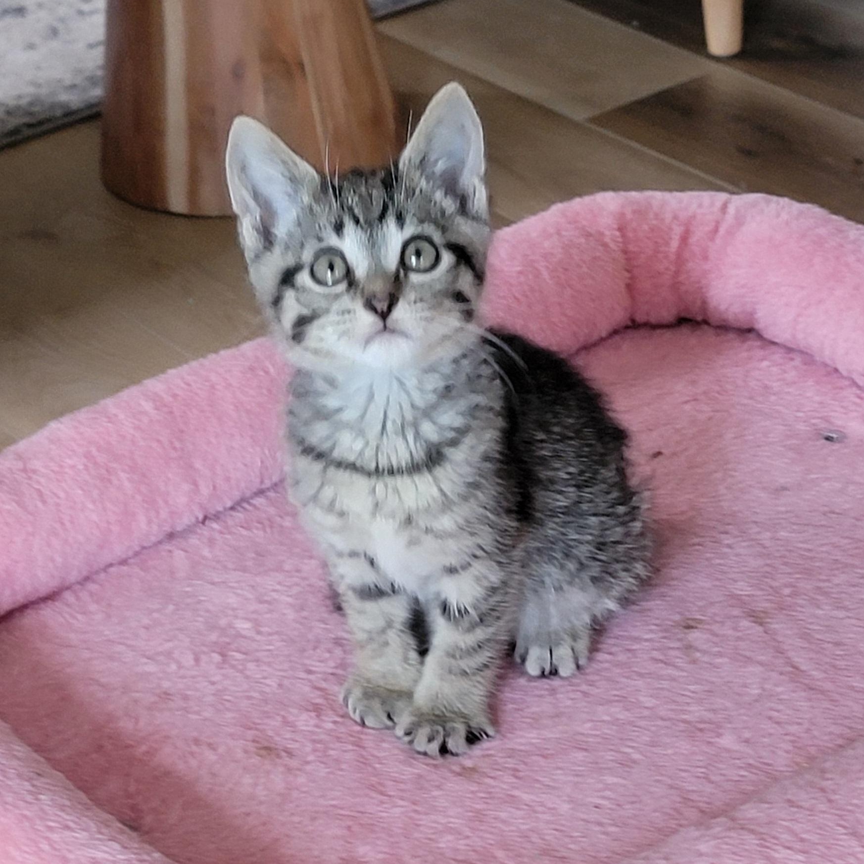 Enlarge Bennie Adopted 4.18.26, a ADOPTABLE Domestic Short Hair in Wyandotte, MI image 2/4