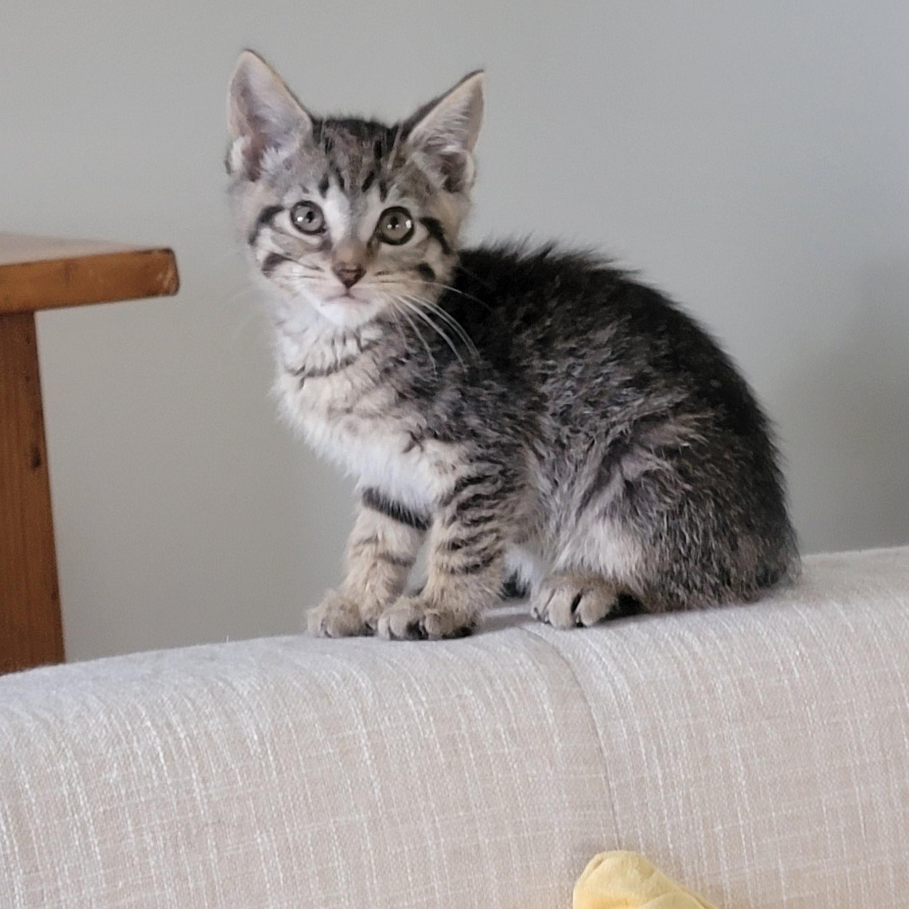 Enlarge Bennie Adopted 4.18.26, a ADOPTABLE Domestic Short Hair in Wyandotte, MI image 4/4