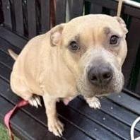 Maude Pie thumbnail 5