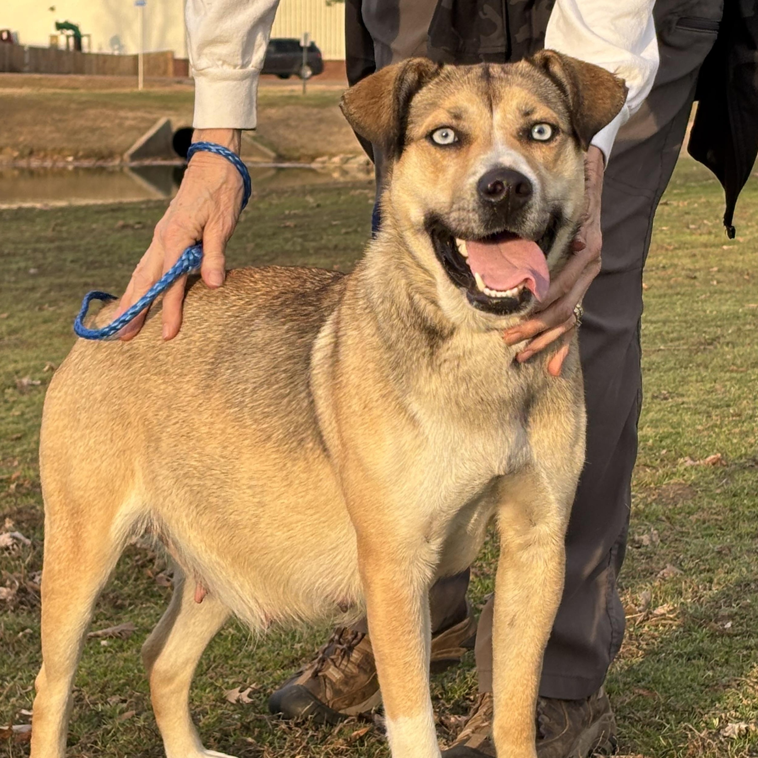 Koda, an adoptable mixed breed in Collierville, TN image 2/6