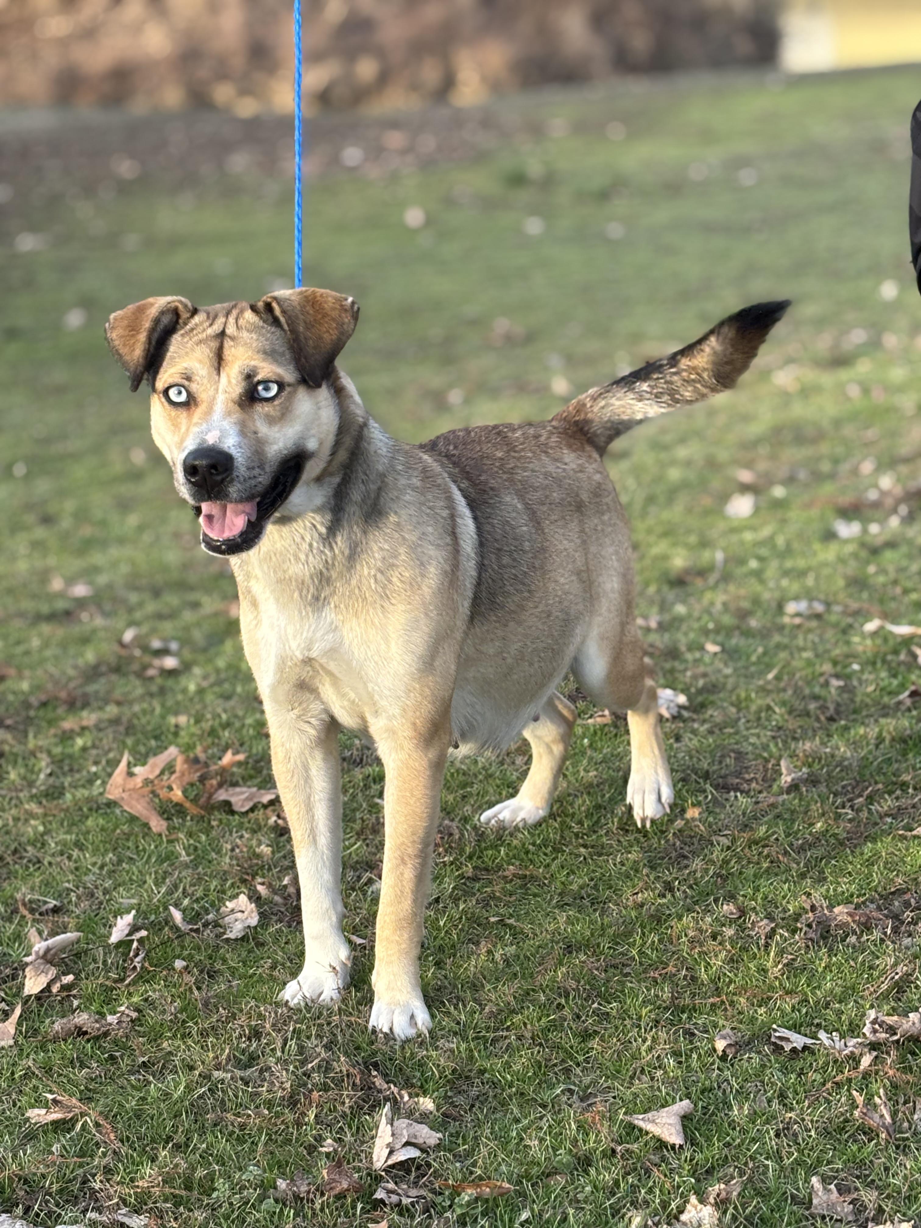 Koda, an adoptable mixed breed in Collierville, TN image 5/6