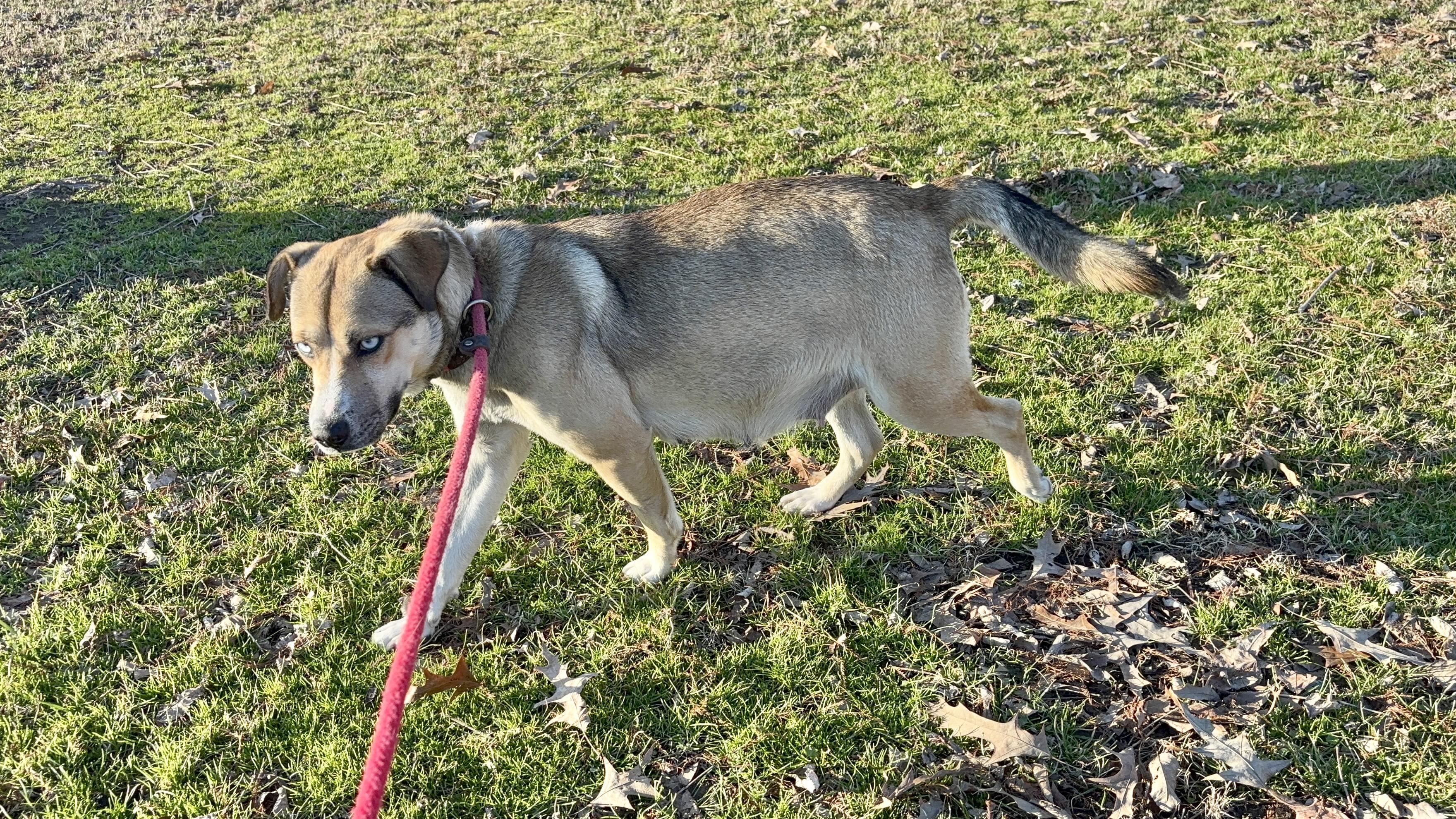 Koda, an adoptable mixed breed in Collierville, TN image 4/6