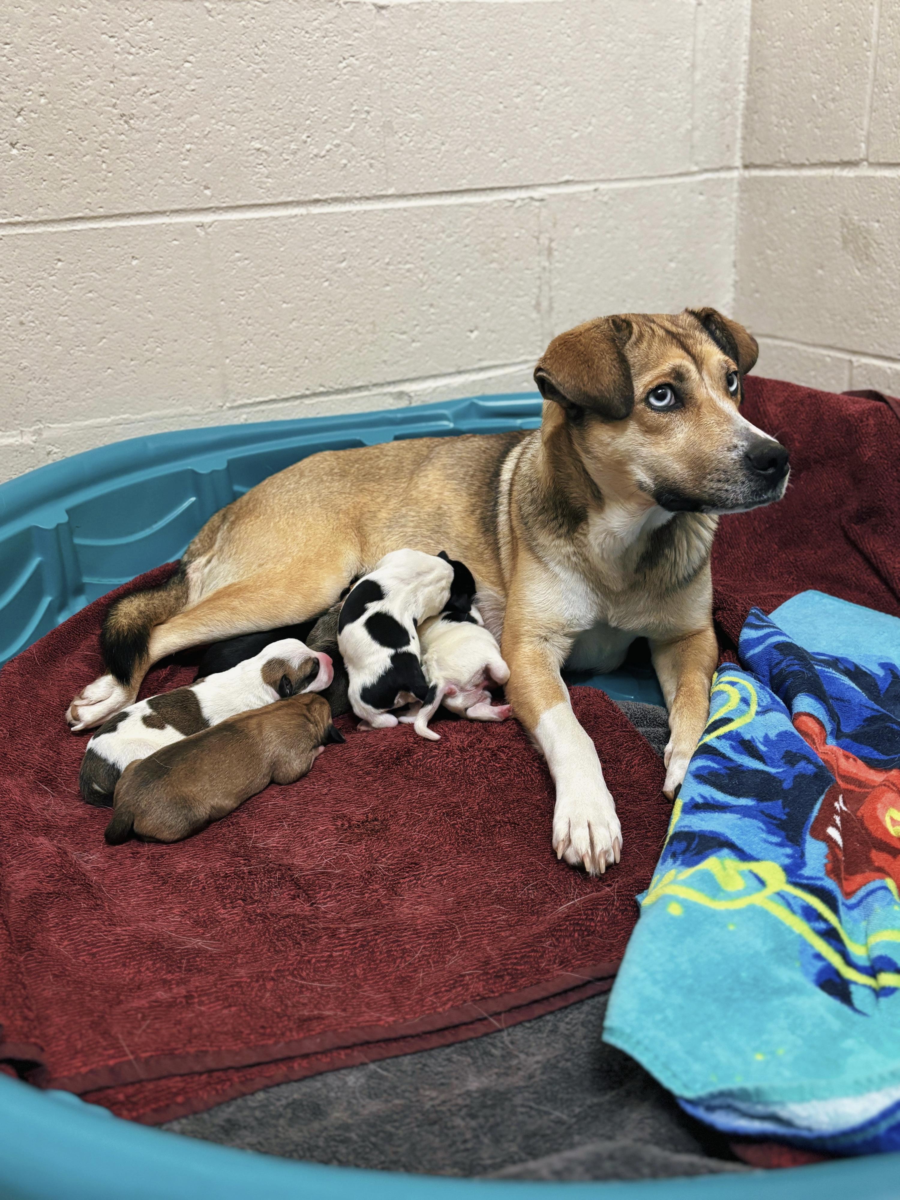 Koda, an adoptable mixed breed in Collierville, TN image 1/6
