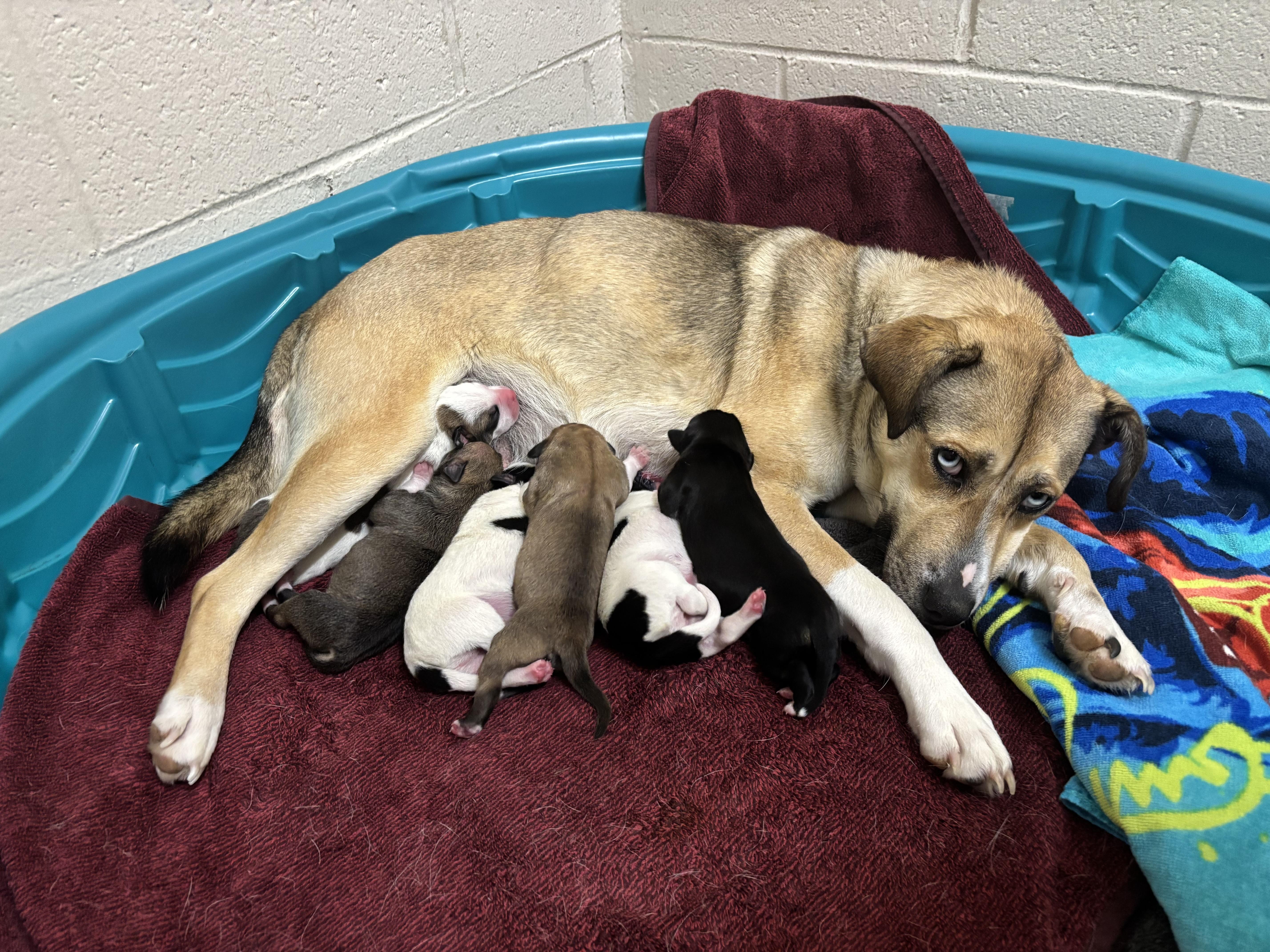 Koda, an adoptable mixed breed in Collierville, TN image 6/6