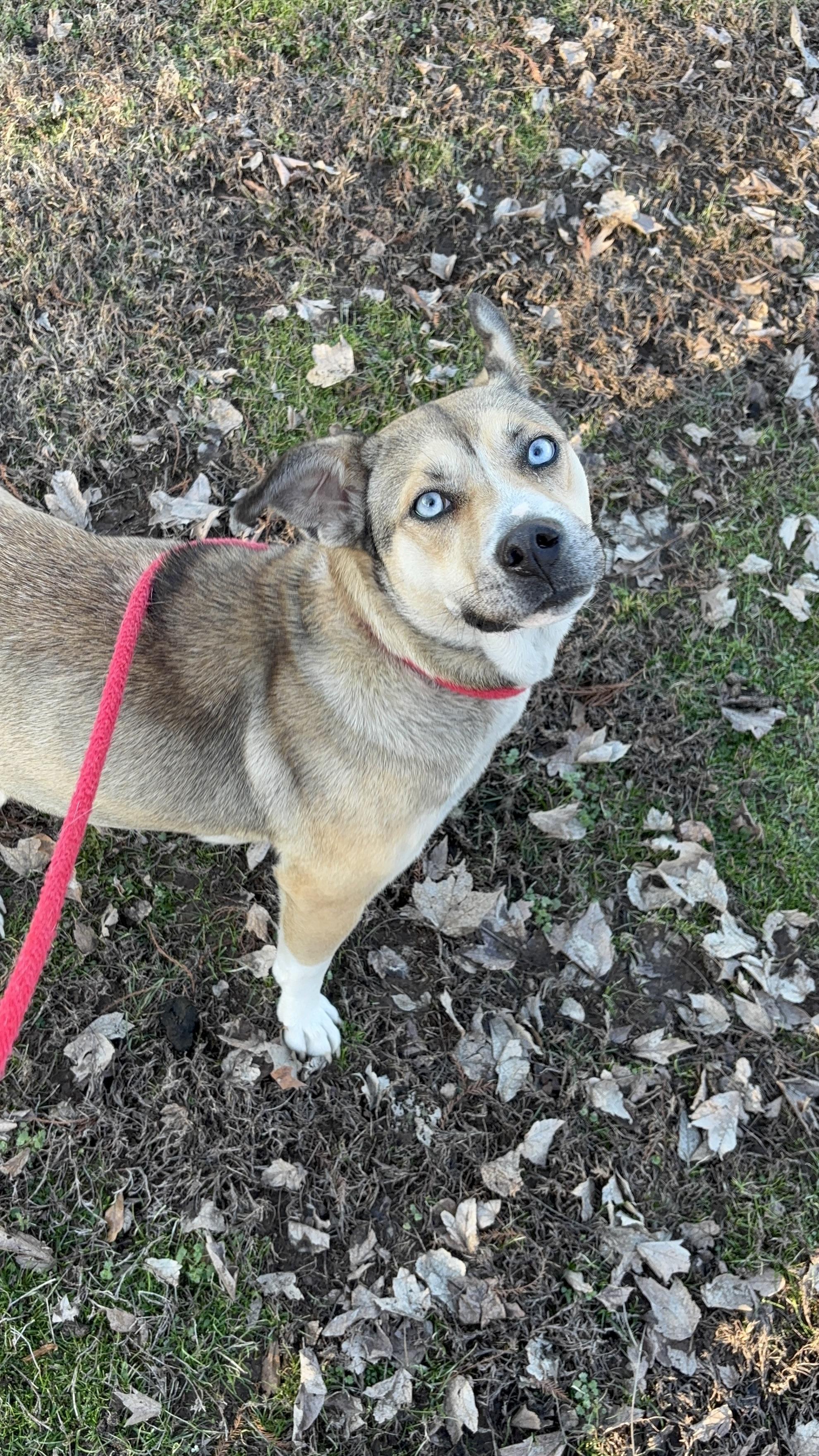 Koda, an adoptable mixed breed in Collierville, TN image 3/6