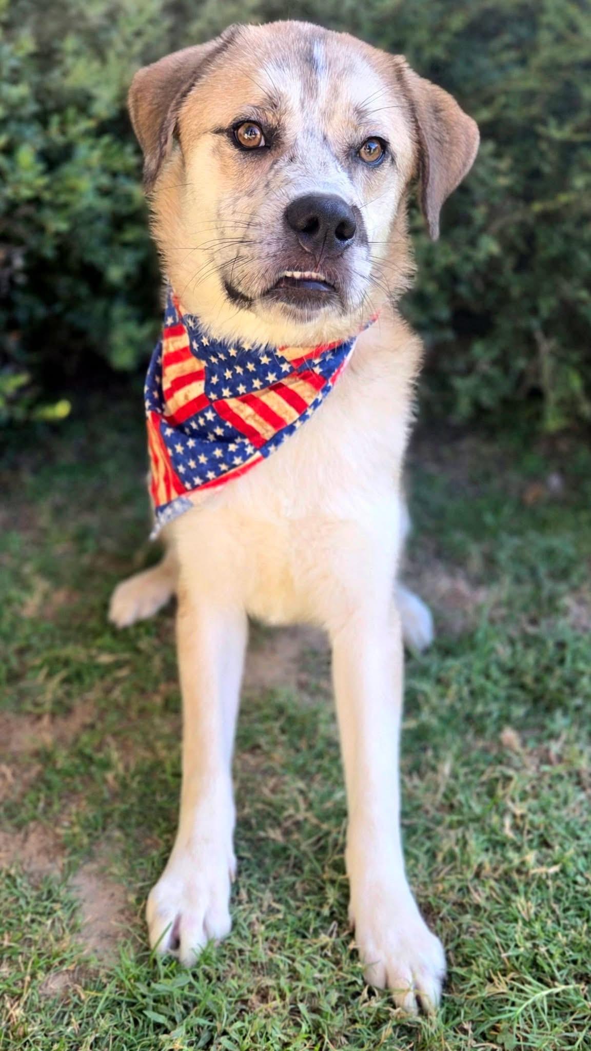 Enlarge Justice, a Adoptable mixed breed in Mendham, NJ image 2/3