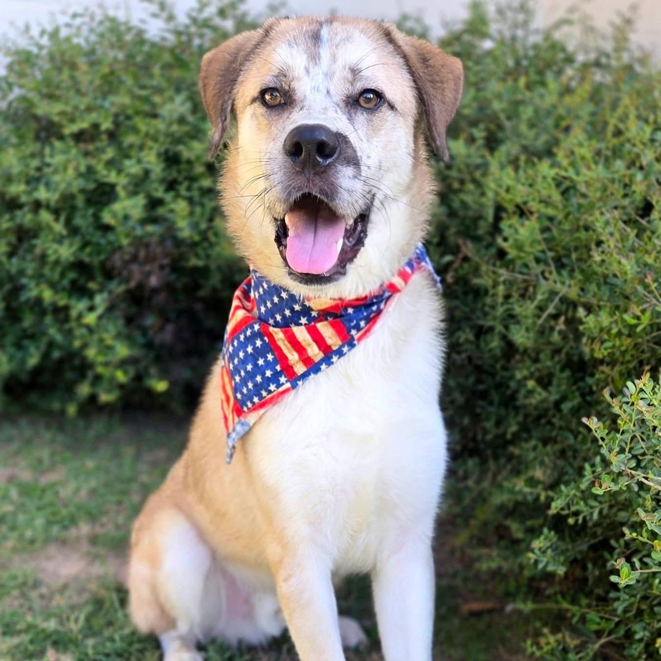Enlarge Justice, a Adoptable mixed breed in Mendham, NJ image 1/3