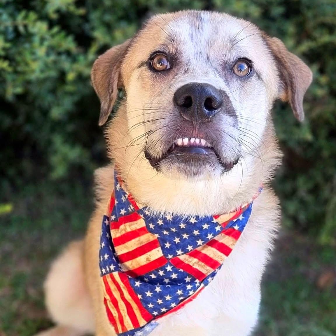 Enlarge Justice, a Adoptable mixed breed in Mendham, NJ image 3/3